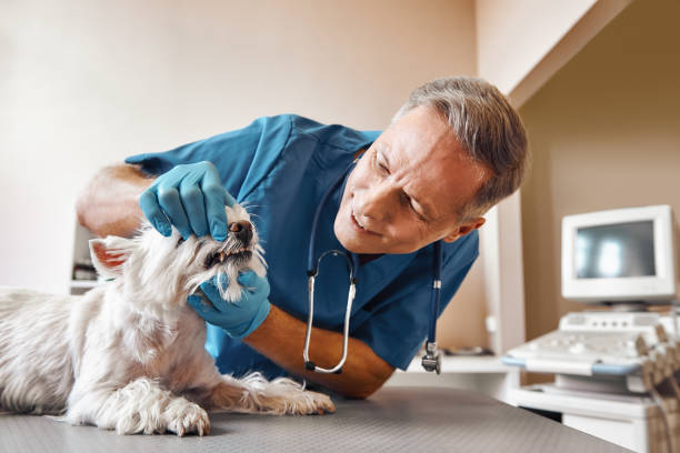 Best Emergency Dental Services Near Me  in Chevy Chase, MD